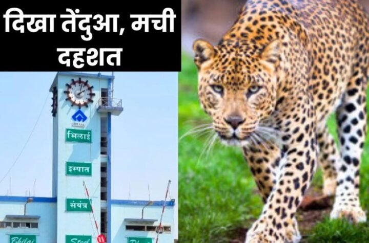 Breaking News: भिलाई स्टील प्लांट में दिखा तेंदुआ, दहशत में कर्मचारी
