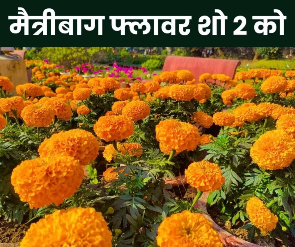 फ्लावर शो 2025: बीएसपी मैत्रीबाग में 2 फरवरी को दिखेगी फूलों की बहार, बनिए किंग और क्वीन ऑफ द शो