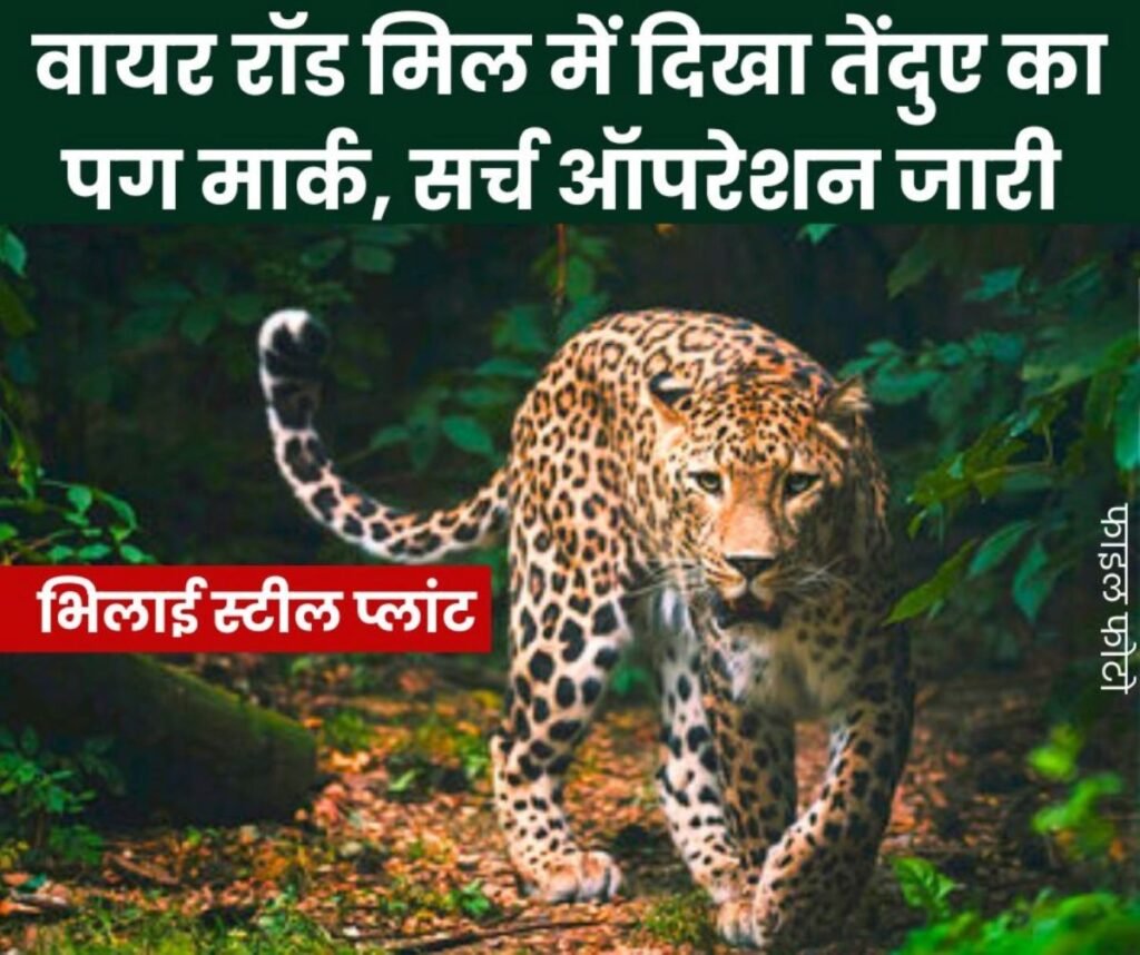 भिलाई स्टील प्लांट के वायर रॉड मिल में दिखे तेंदुए के पैरों के निशान, जंगल में घुसा है…