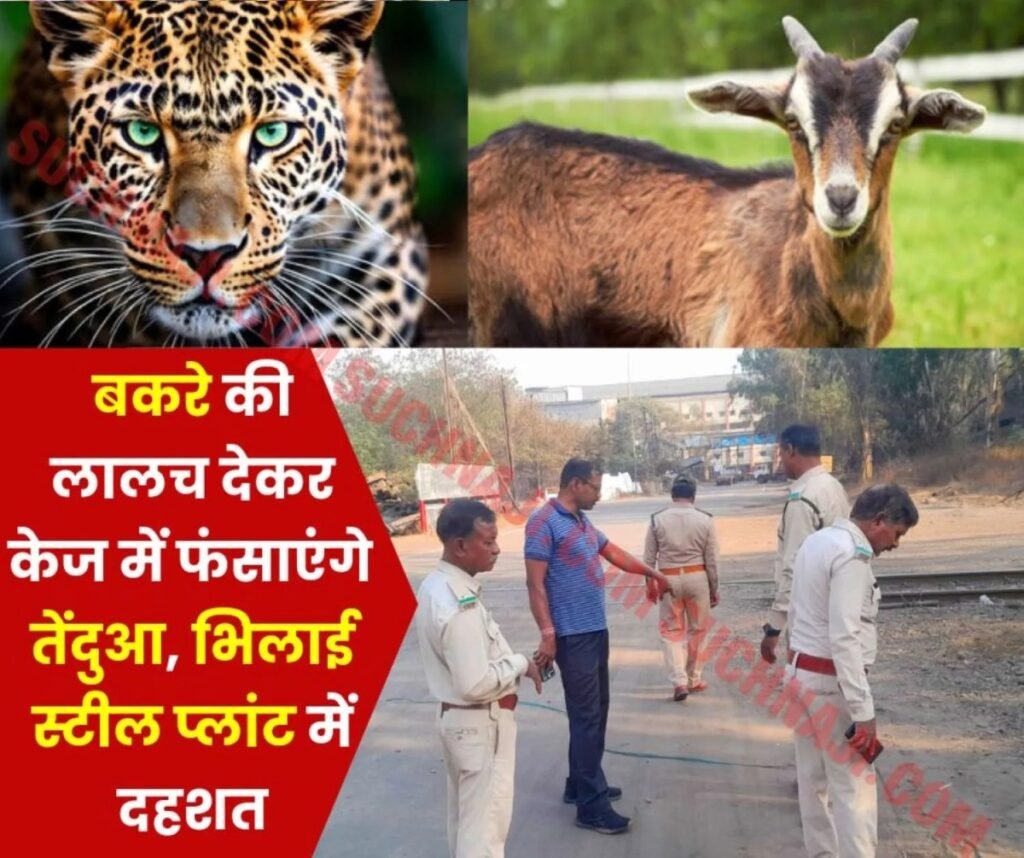Bhilai Steel Plant Leopard Update: मैत्रीबाग के केज में बकरा बांधकर फंसाएंगे तेंदुआ, सर्च ऑपरेशन जारी, अब यहां दिखा पैरों का निशान