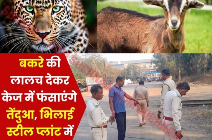 Bhilai Steel Plant Leopard Update: मैत्रीबाग के केज में बकरा बांधकर फंसाएंगे तेंदुआ, सर्च ऑपरेशन जारी, अब यहां दिखा पैरों का निशान