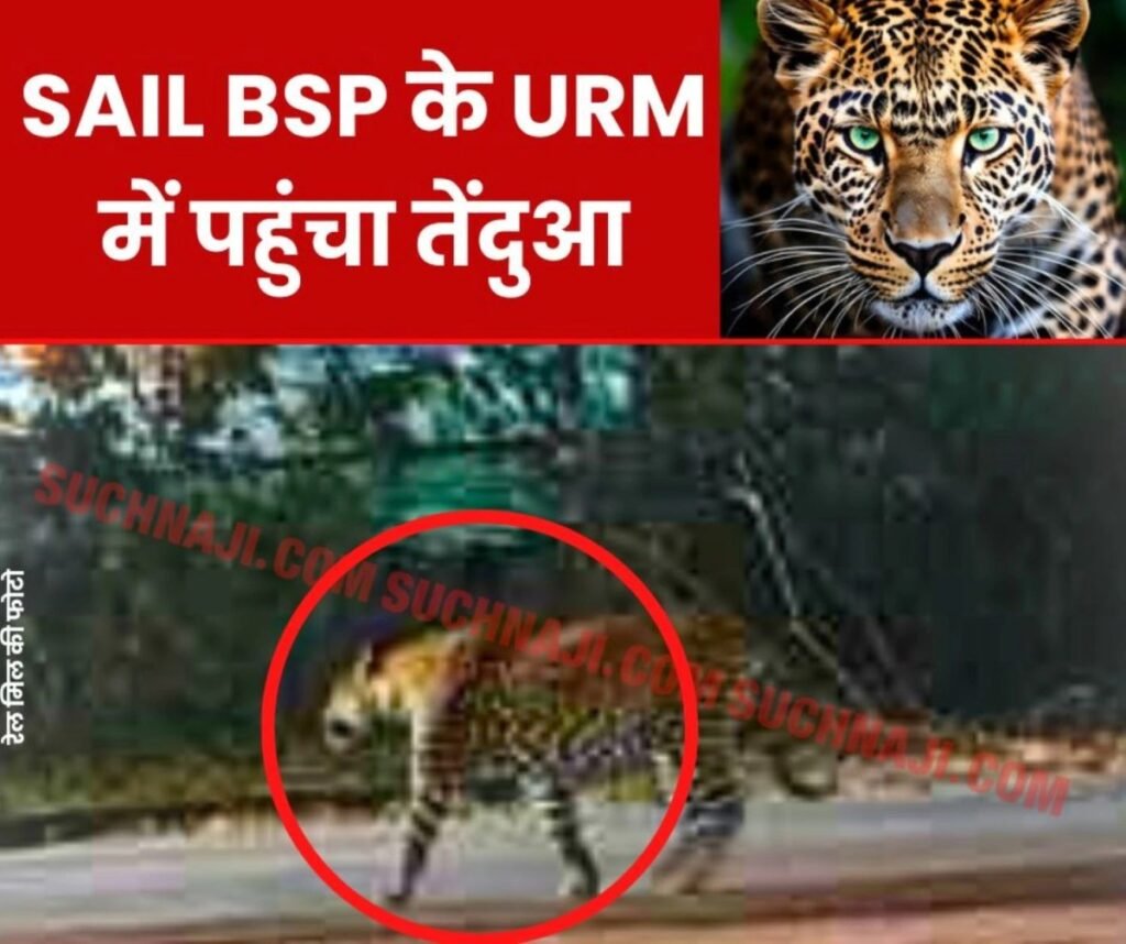 Bhilai Steel Plant में तेंदुआ का नया पता यूनिवर्सल रेल मिल, मचा हड़कंप