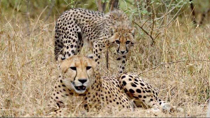केन्द्र और राज्य सरकार ने मिलकर रचा वन्यजीव संरक्षण का इतिहास