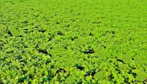 कम पानी, ज्यादा मुनाफा: धमतरी के किसानों ने चने की खेती से रचा इतिहास