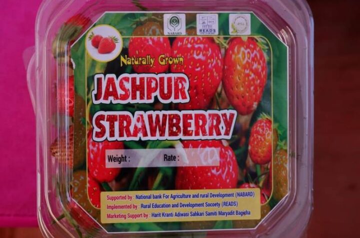 जशपुर अंचल में लोकप्रिय हो रही है स्ट्राबेरी की खेती, प्रति एकड़ 3 से 4 लाख तक कमाई कर रहे किसान