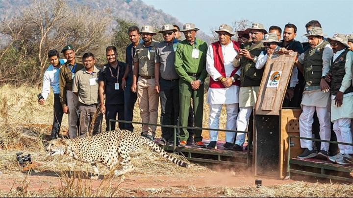 मध्यप्रदेश की पावन धरा पर रफ्तार भर रहा है चीता : मुख्यमंत्री डॉ. यादव