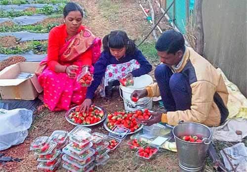 जशपुर में कृषि क्रांति: स्ट्रॉबेरी की खेती बनी किसानों की नई पसंद